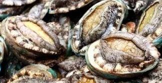 鲍鱼最新爆料图片大全集,高清图片大全集大揭秘